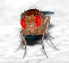 Genetically modified insects